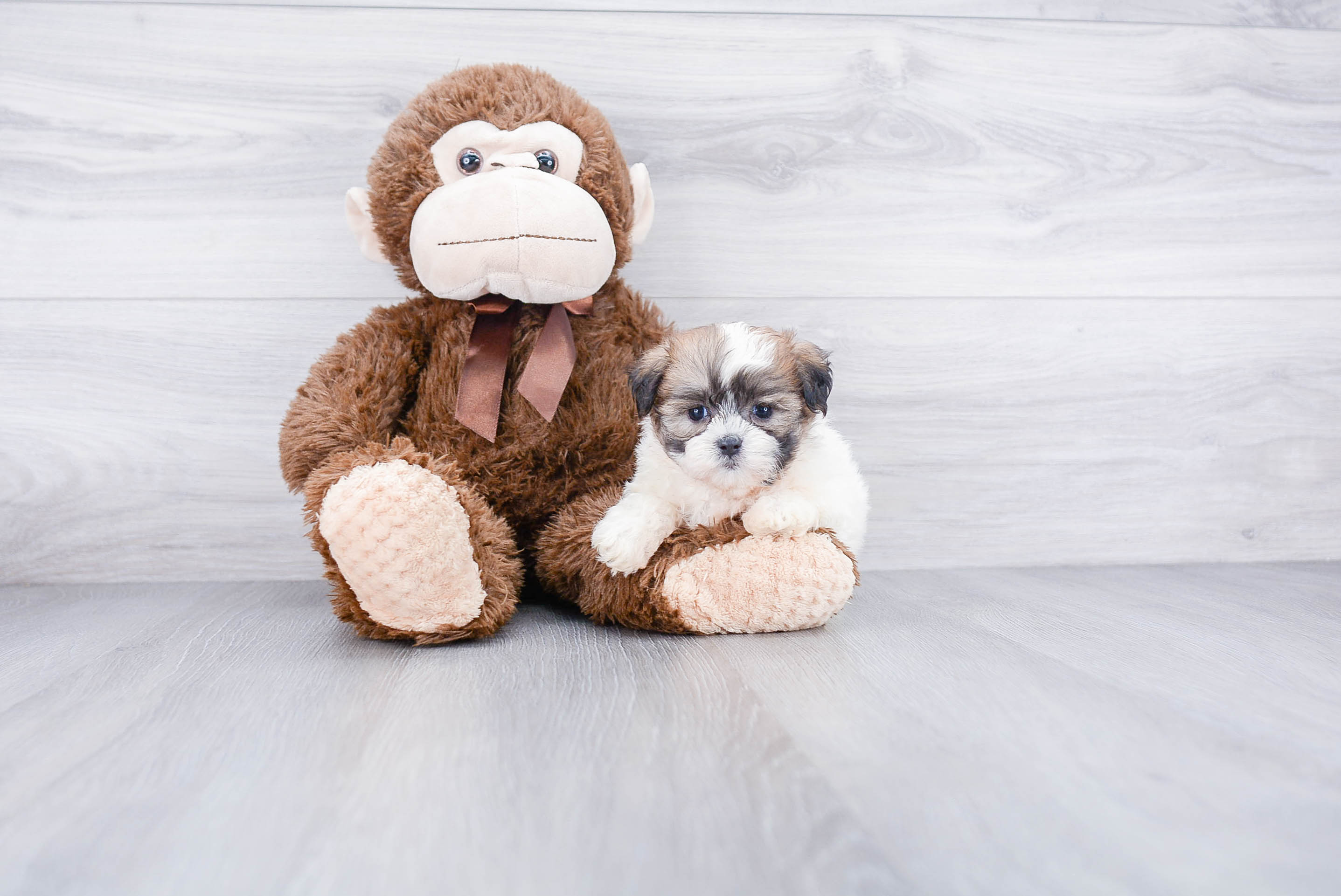 Teddy Bear Pup Being Cute