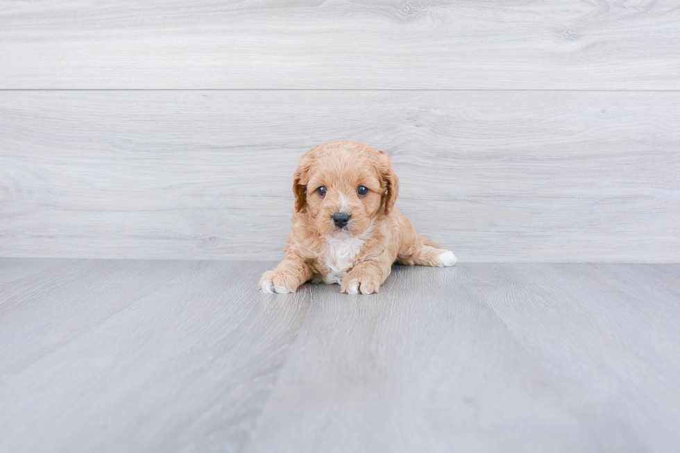 Cavapoo Pup Being Cute