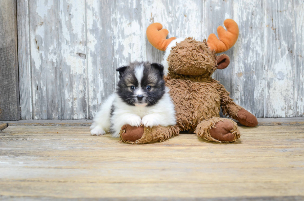 Pomeranian Pup Being Cute