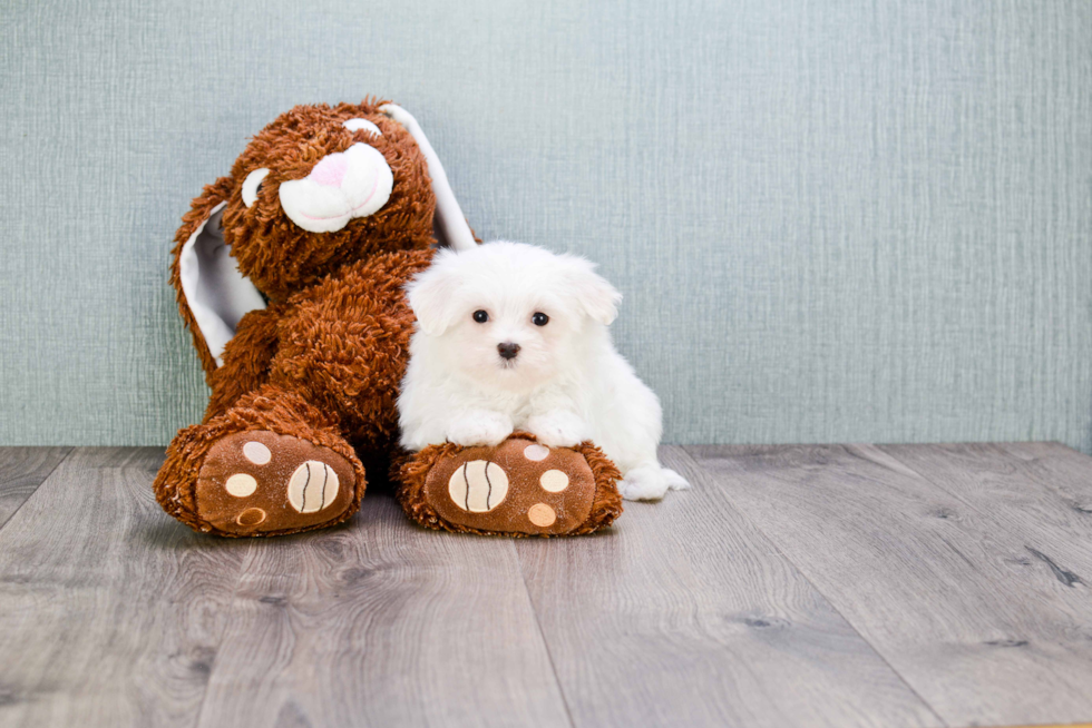 Fluffy Maltese Purebred Puppy