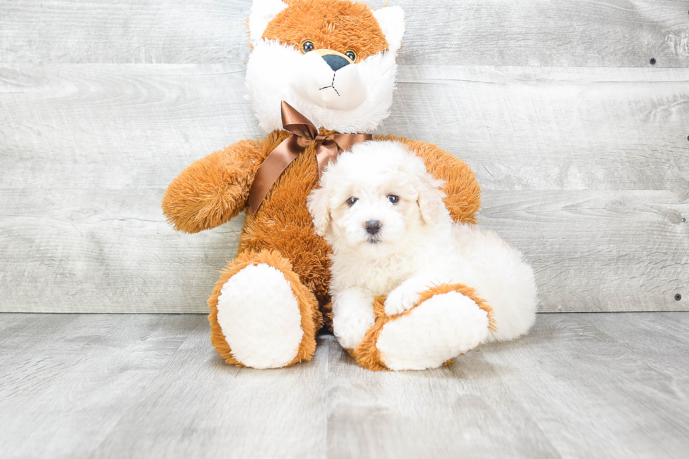 Playful Havanese Baby