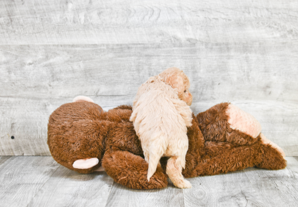 Sweet Havanese Purebred Puppy