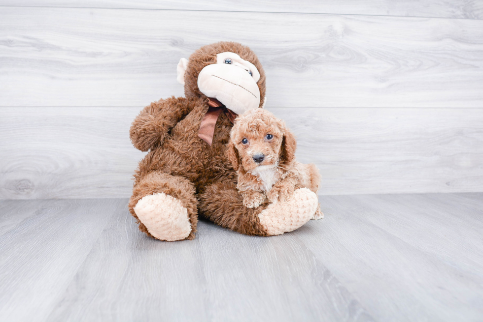 Playful Cockerpoo Poodle Mix Puppy