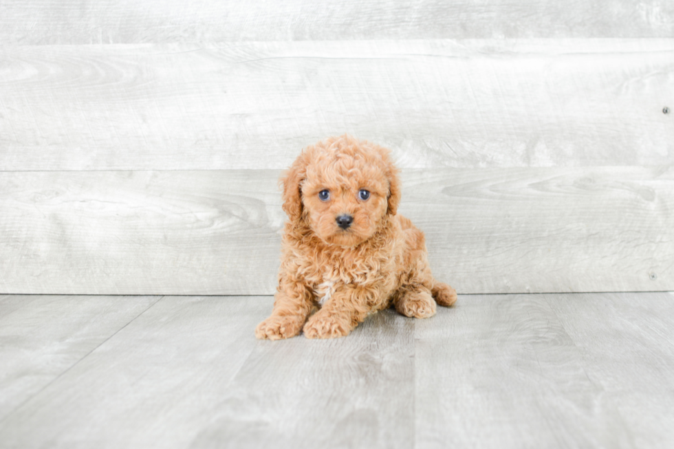 Cute Cavapoo Baby