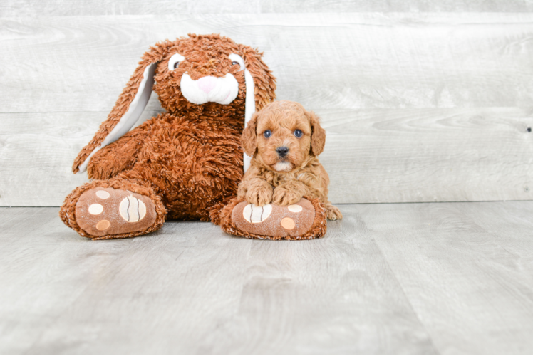 Hypoallergenic Cavoodle Poodle Mix Puppy