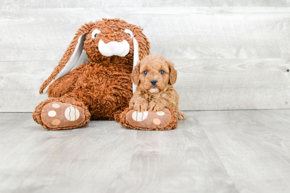 Hypoallergenic Cavoodle Poodle Mix Puppy