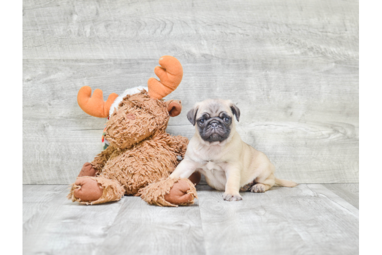 Pug Pup Being Cute