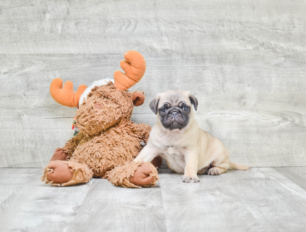 Pug Pup Being Cute