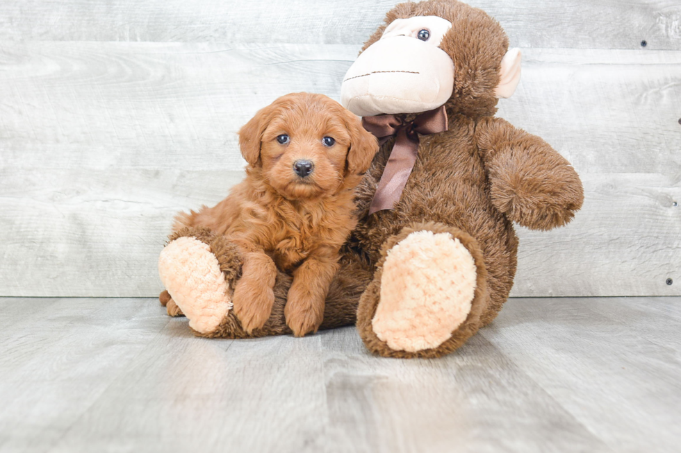 Energetic Golden Retriever Poodle Mix Puppy