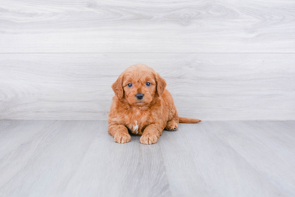 Mini Goldendoodle Puppy for Adoption