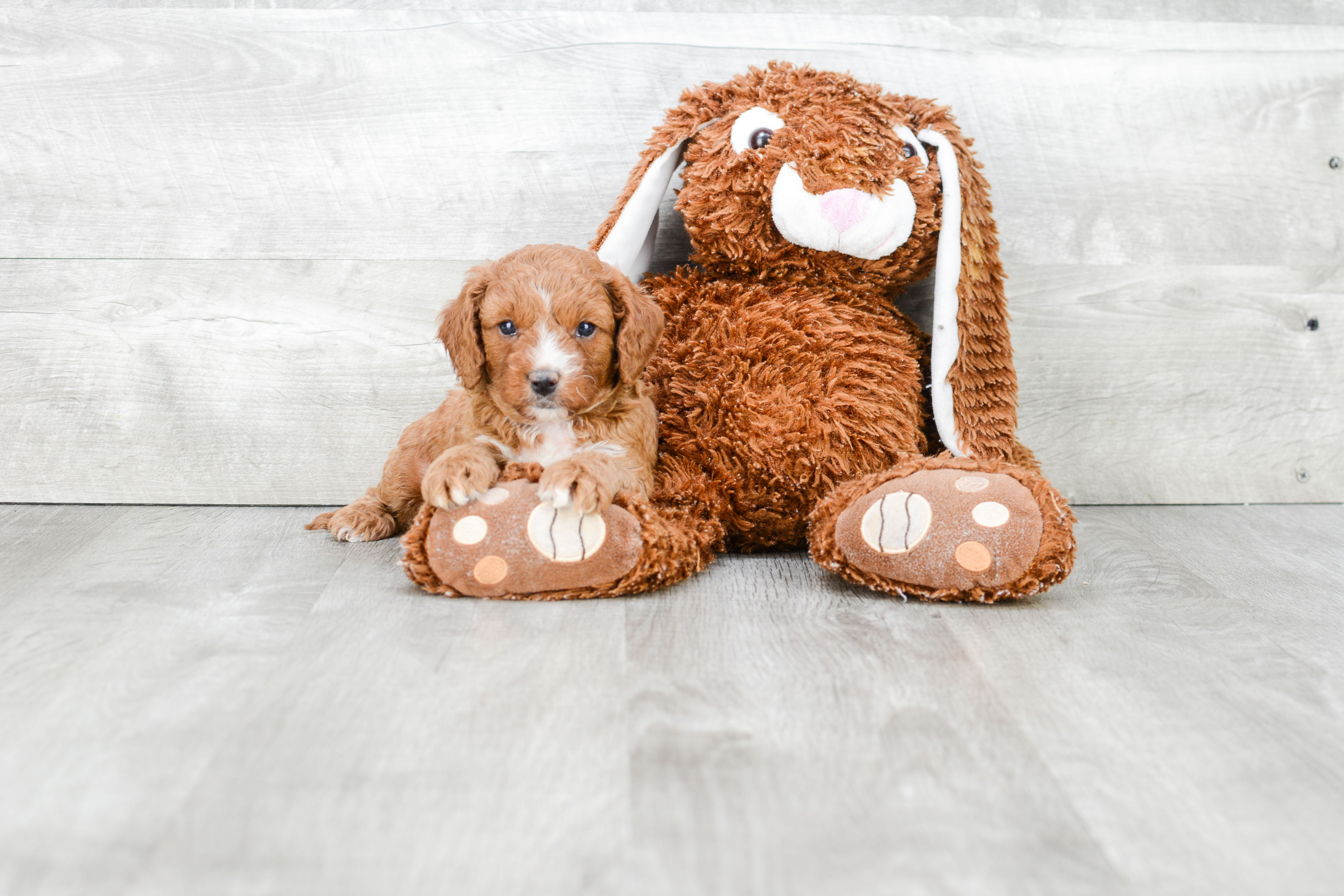 Friendly Cavapoo Baby