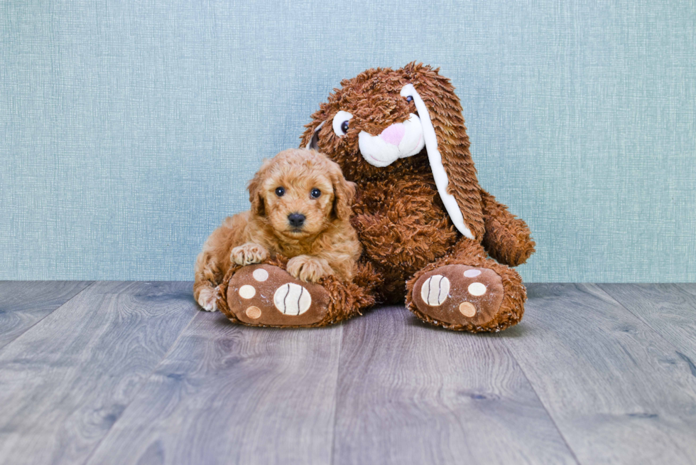 Petite Mini Goldendoodle Poodle Mix Pup