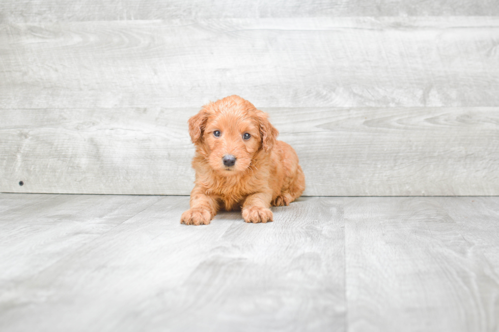 Cute Mini Goldendoodle Baby