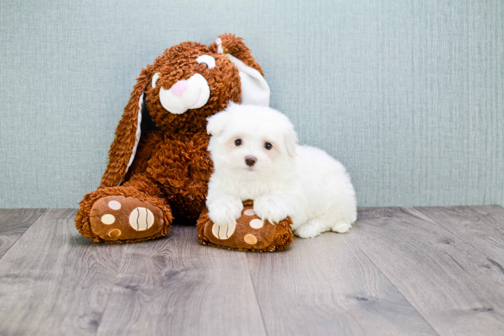 Petite Maltese Purebred Puppy