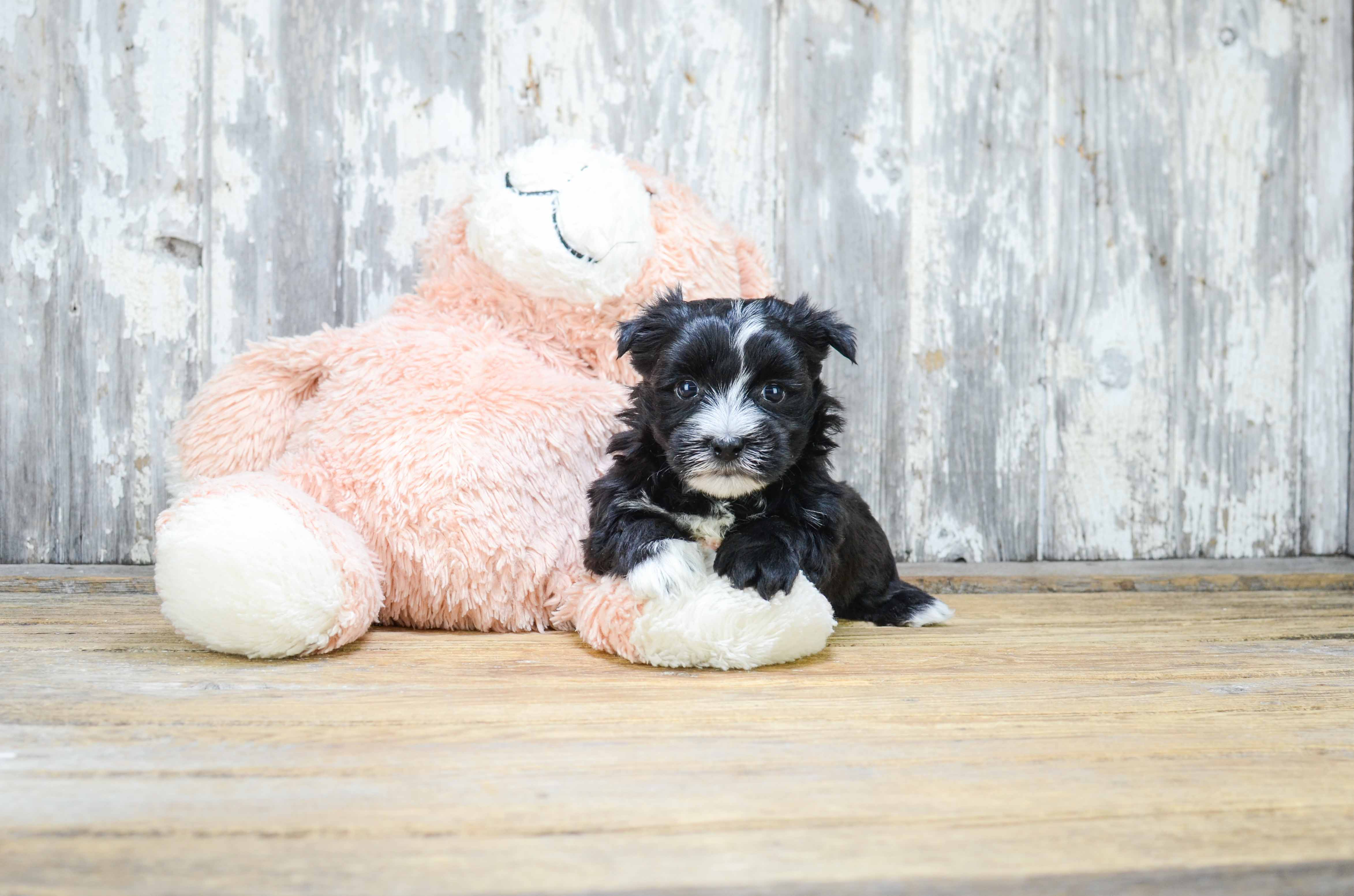 Cute Morkie Baby