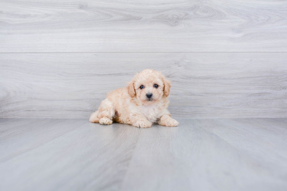 Best Poodle Baby