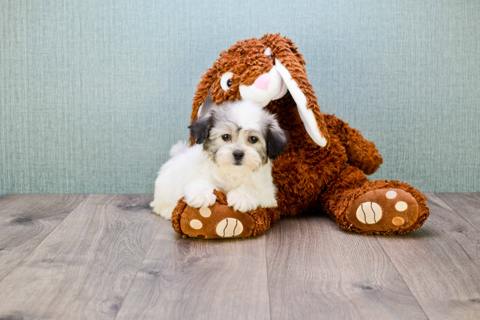 Teddy Bear Puppy for Adoption