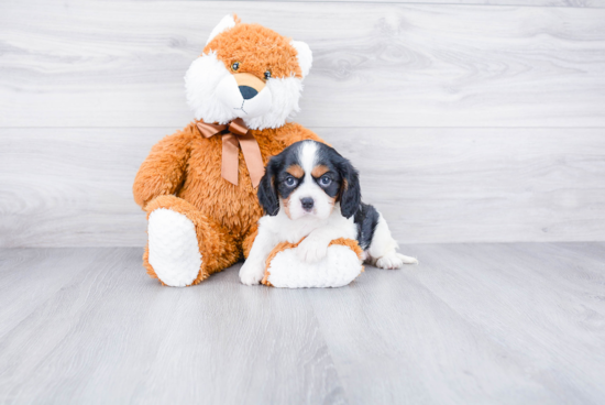 Cavalier King Charles Spaniel Pup Being Cute