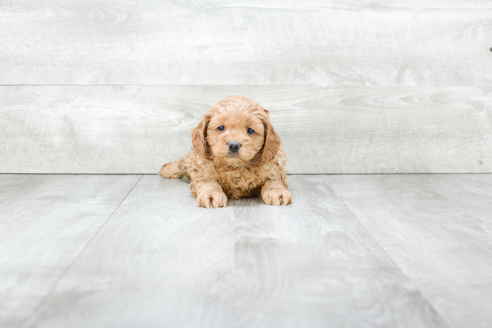 Hypoallergenic Cockerpoo Poodle Mix Puppy