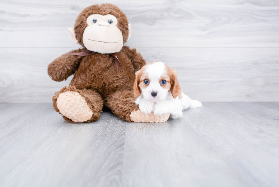 Cavalier King Charles Spaniel Puppy for Adoption