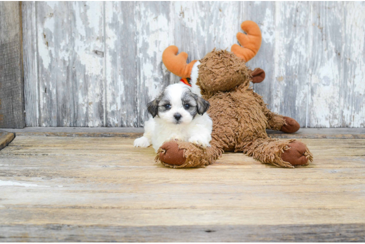 Teddy Bear Pup Being Cute