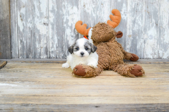 Teddy Bear Pup Being Cute