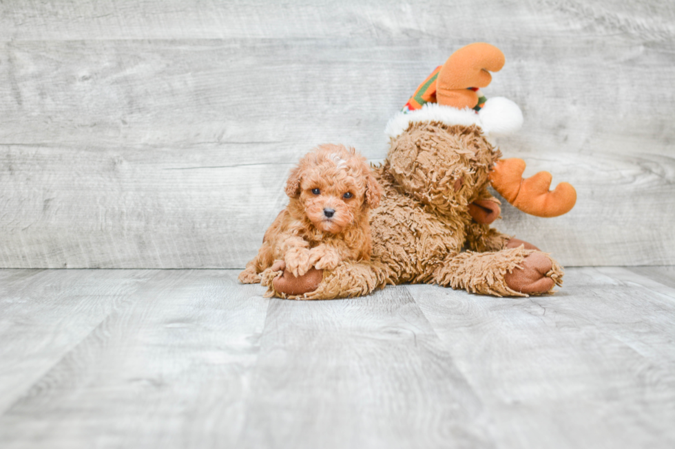 Cavapoo Pup Being Cute