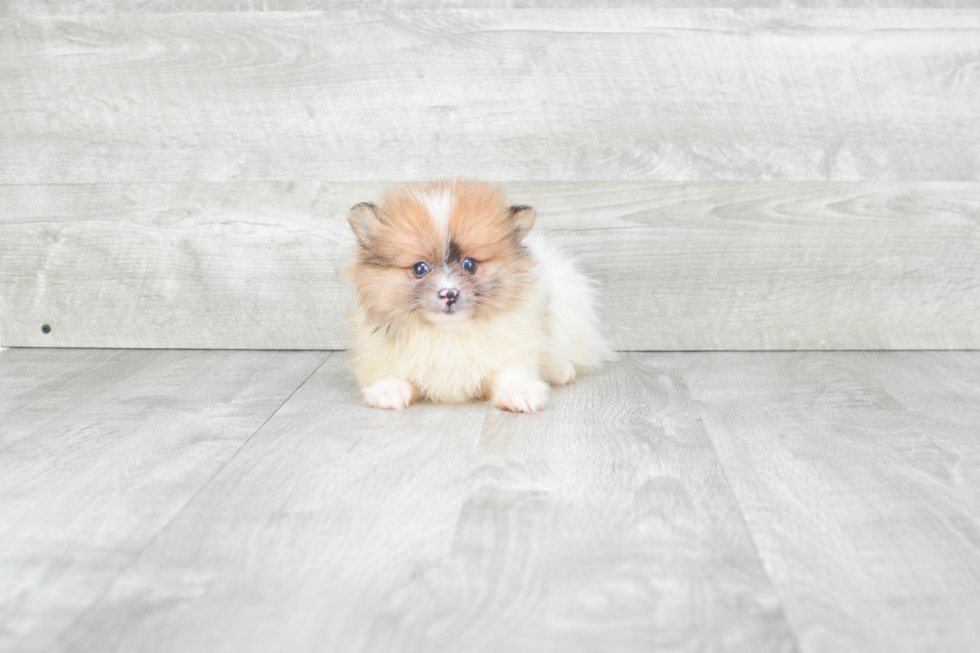 Popular Pomeranian Baby