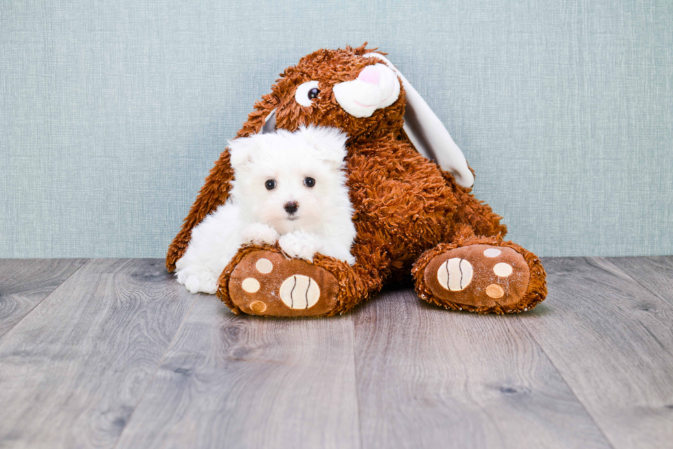 Akc Registered Maltese Baby