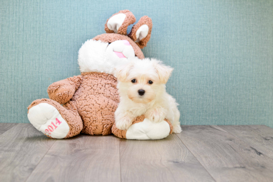 Popular Maltipoo Poodle Mix Pup