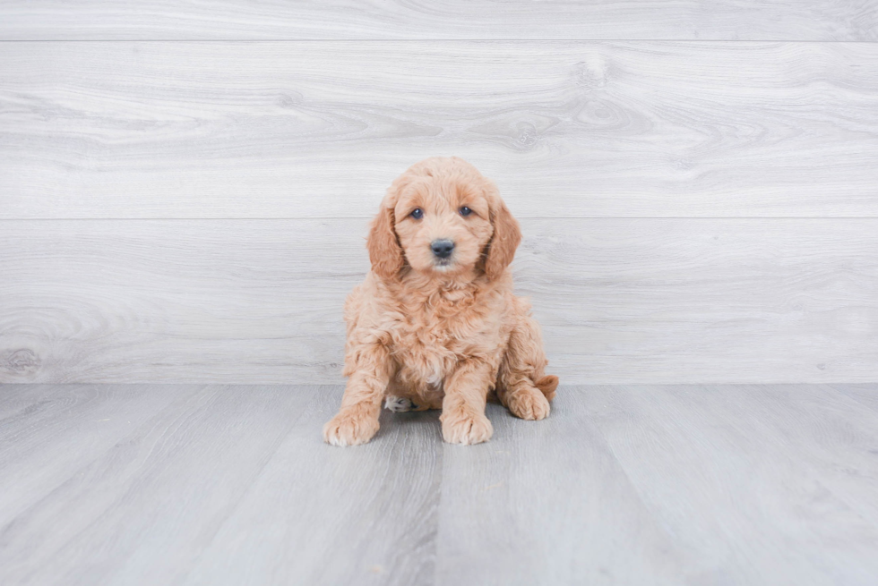 Best Mini Goldendoodle Baby