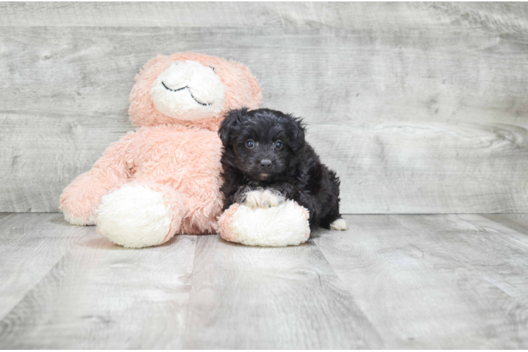 Petite Mini Aussiedoodle Poodle Mix Pup