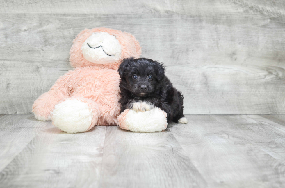 Petite Mini Aussiedoodle Poodle Mix Pup