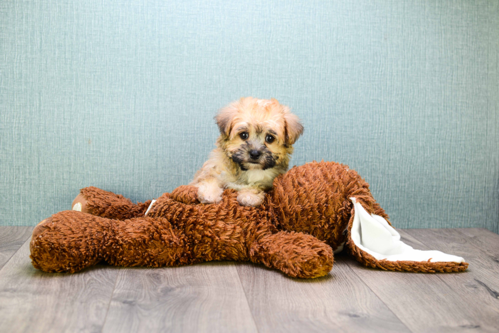 Morkie Puppy for Adoption