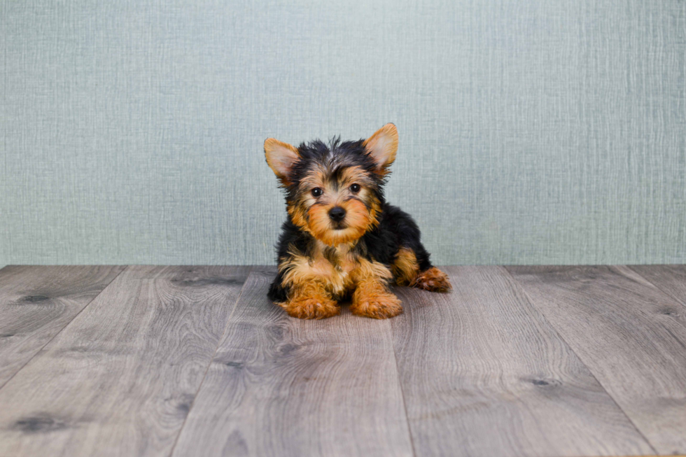 Meet Snickers - our Yorkshire Terrier Puppy Photo 