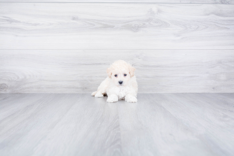 Smart Maltipoo Poodle Mix Pup