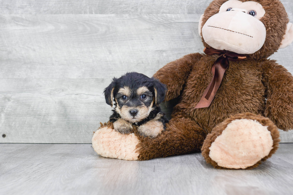 Best Morkie Baby