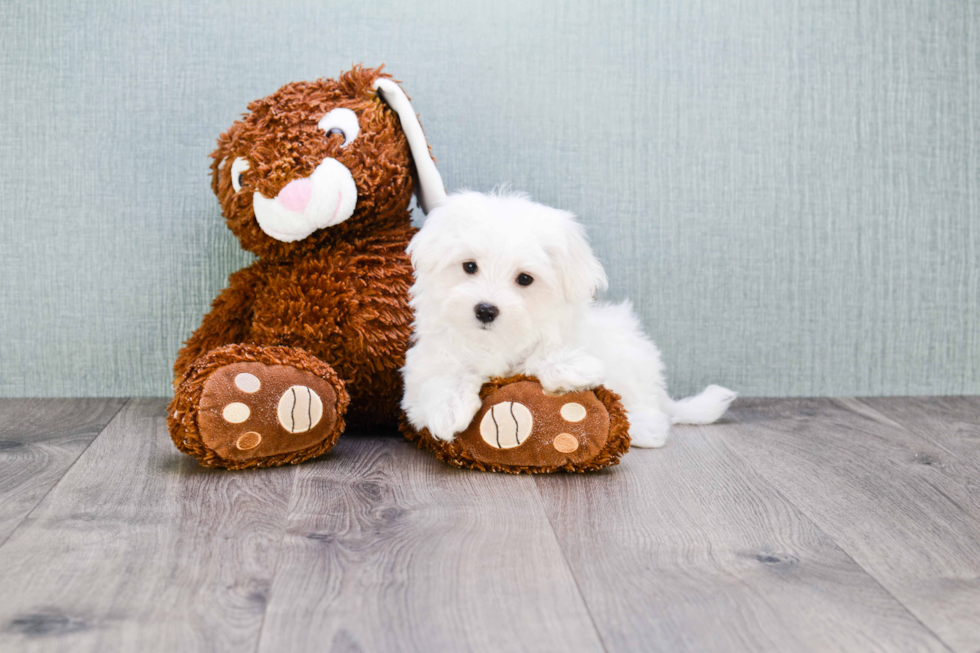 Petite Maltese Purebred Puppy