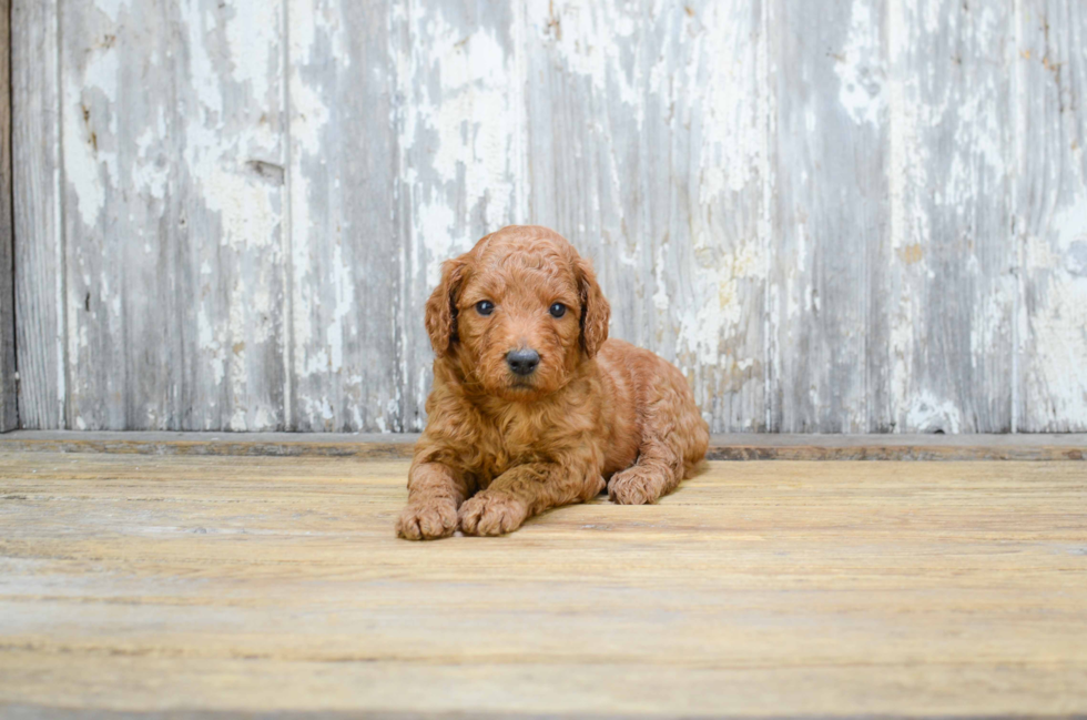 Energetic Golden Retriever Poodle Mix Puppy