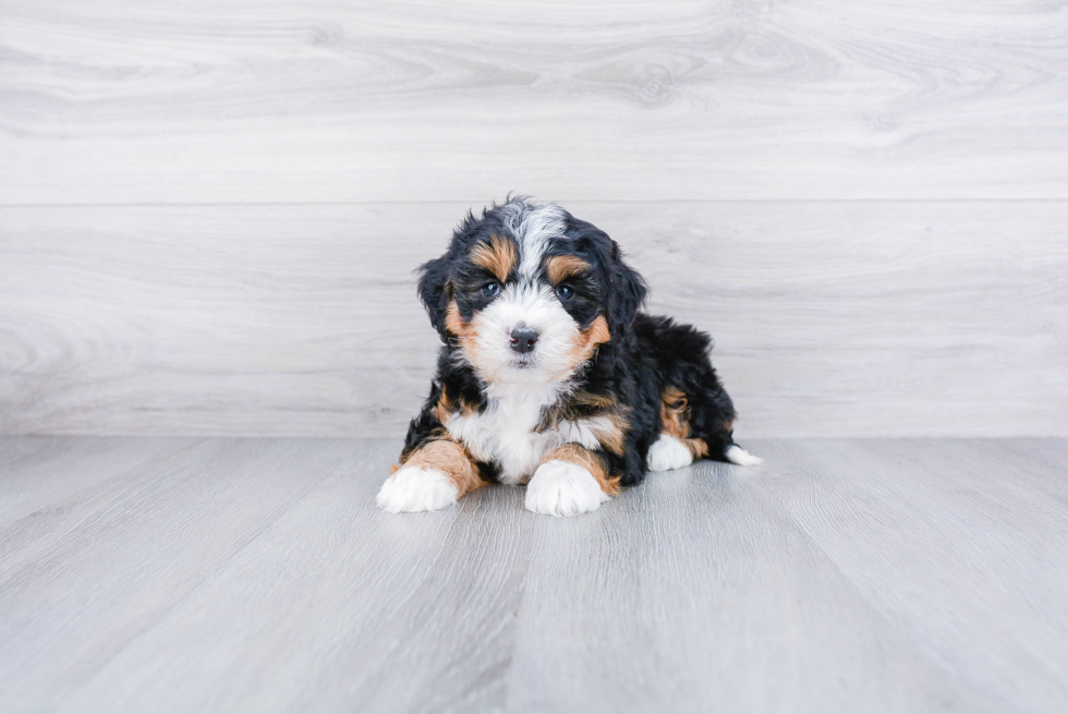 Mini Bernedoodle Puppy for Adoption