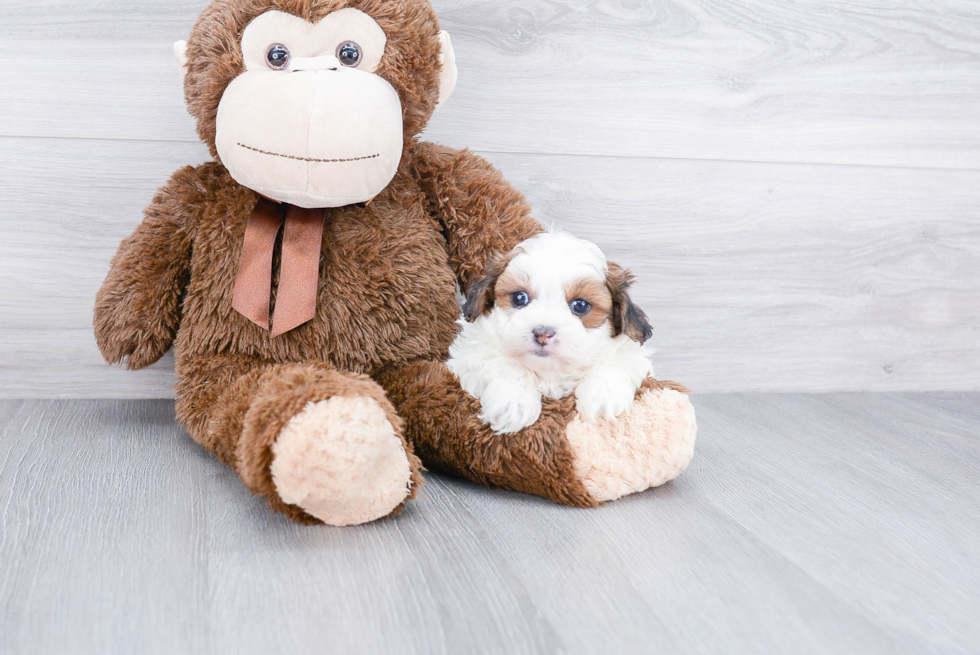 Happy Teddy Bear Baby