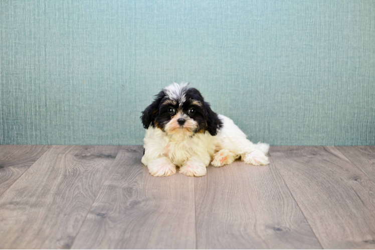 Energetic Cavalier Designer Puppy