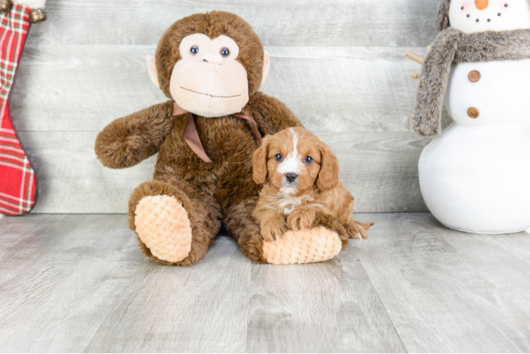 Popular Cavapoo Poodle Mix Pup