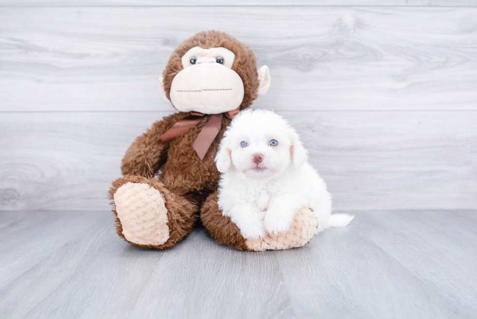 Best Havanese Baby