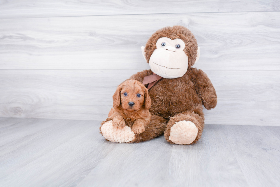 Best Cavapoo Baby