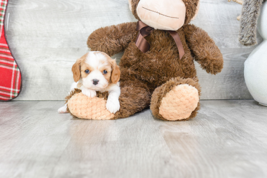 Cavalier King Charles Spaniel Pup Being Cute