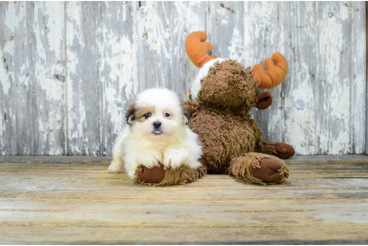 Popular Teddy Bear Designer Pup