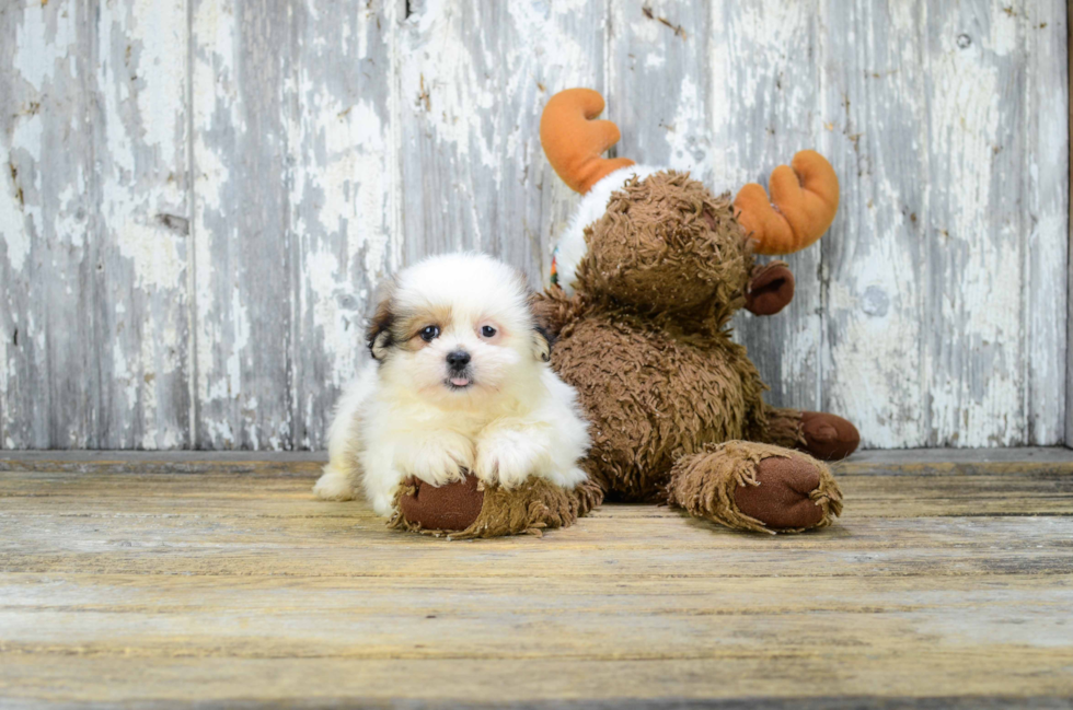 Popular Teddy Bear Designer Pup