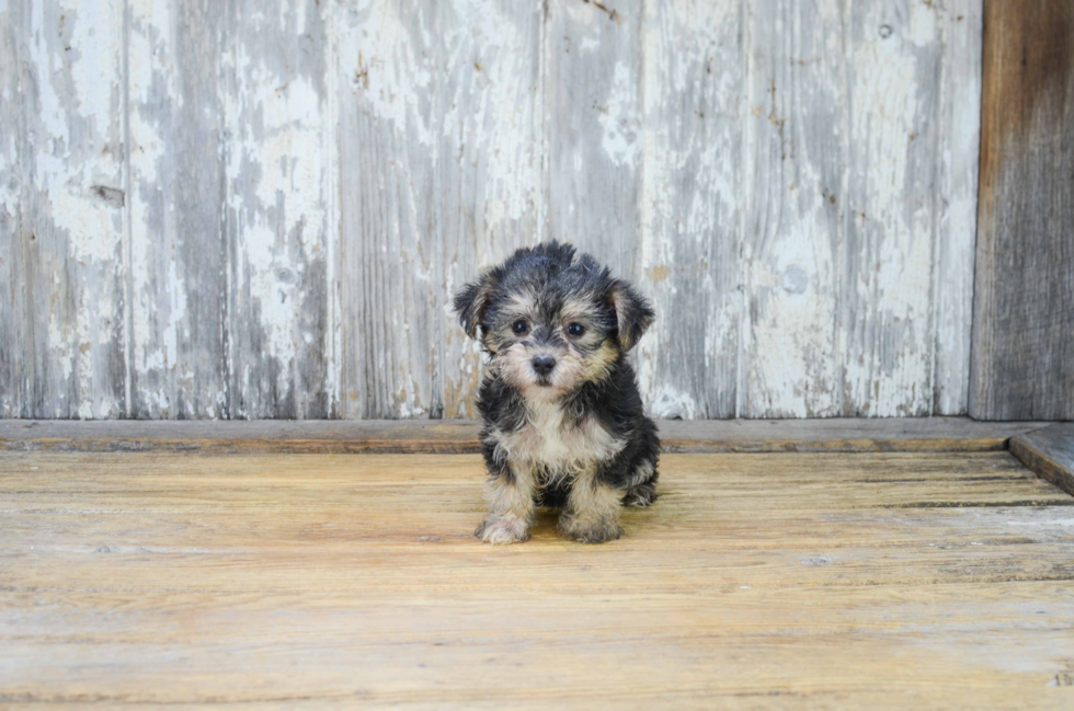 Morkie Pup Being Cute