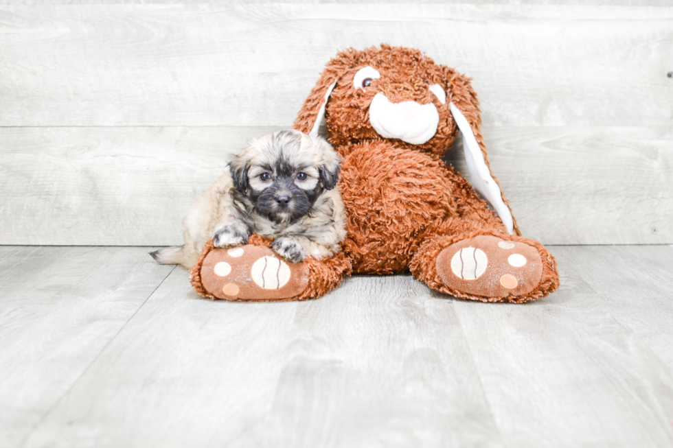 Friendly Maltipoo Baby